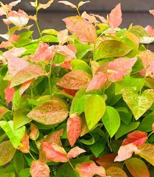 Vaccinium 'Flamingo'